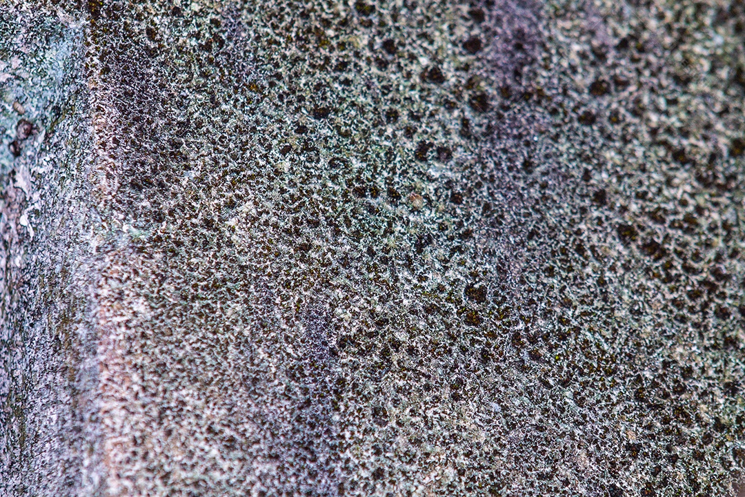 parede com fungo verde conhecido como lodo, imagem para fundo no brasil.