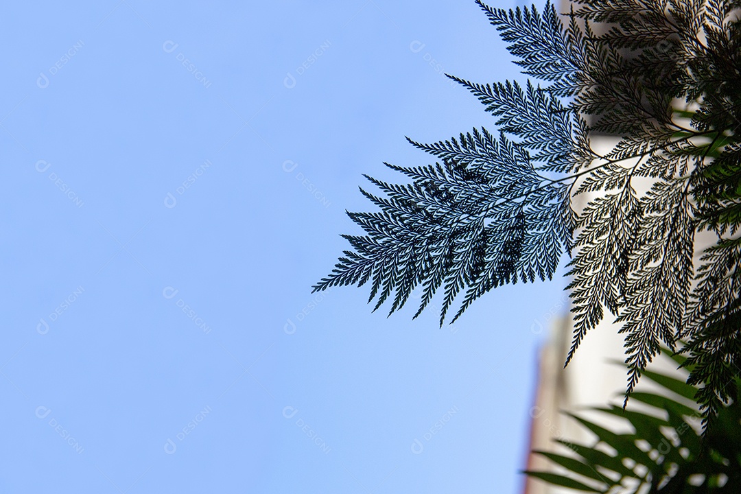 silhueta de uma samambaia conhecida como renda portuguesa com fundo de céu azul no Rio de Janeiro Brasil.
