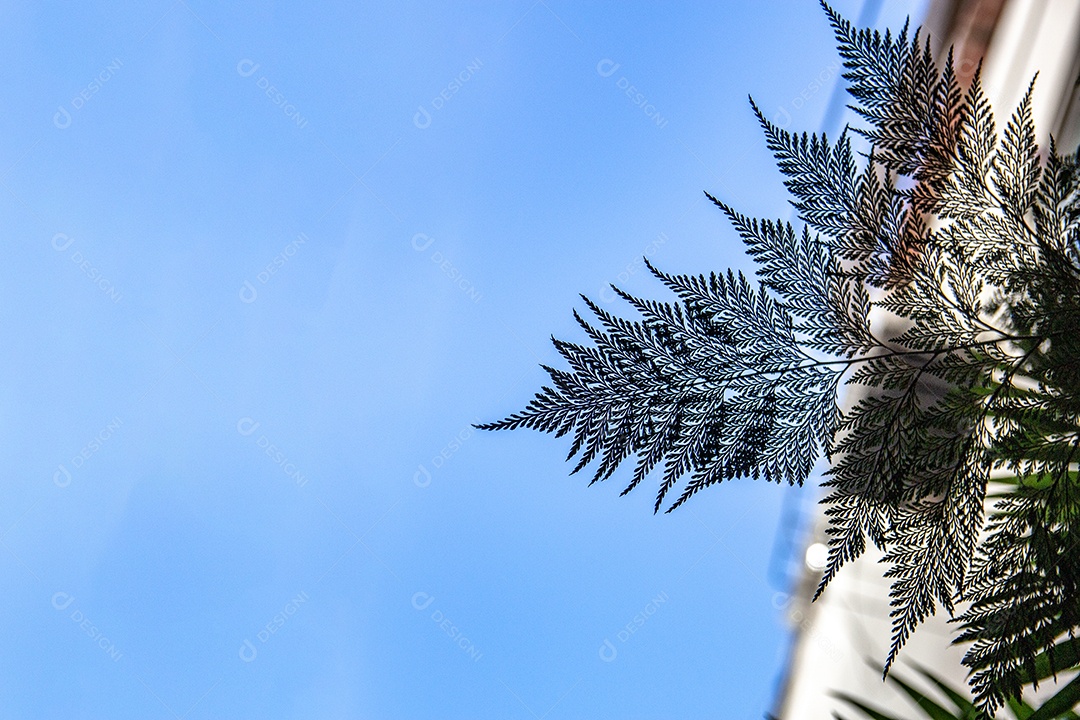 silhueta de uma samambaia conhecida como renda portuguesa com fundo de céu azul no Rio de Janeiro Brasil.