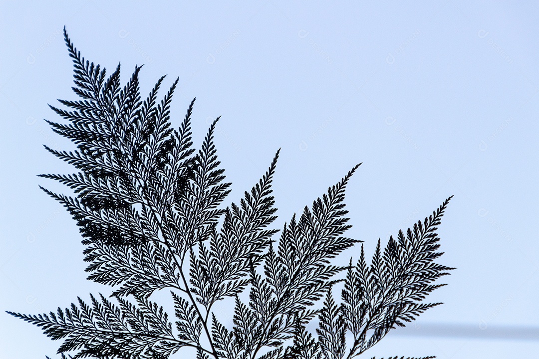 silhueta de uma samambaia conhecida como renda portuguesa com fundo de céu azul no Rio de Janeiro Brasil.