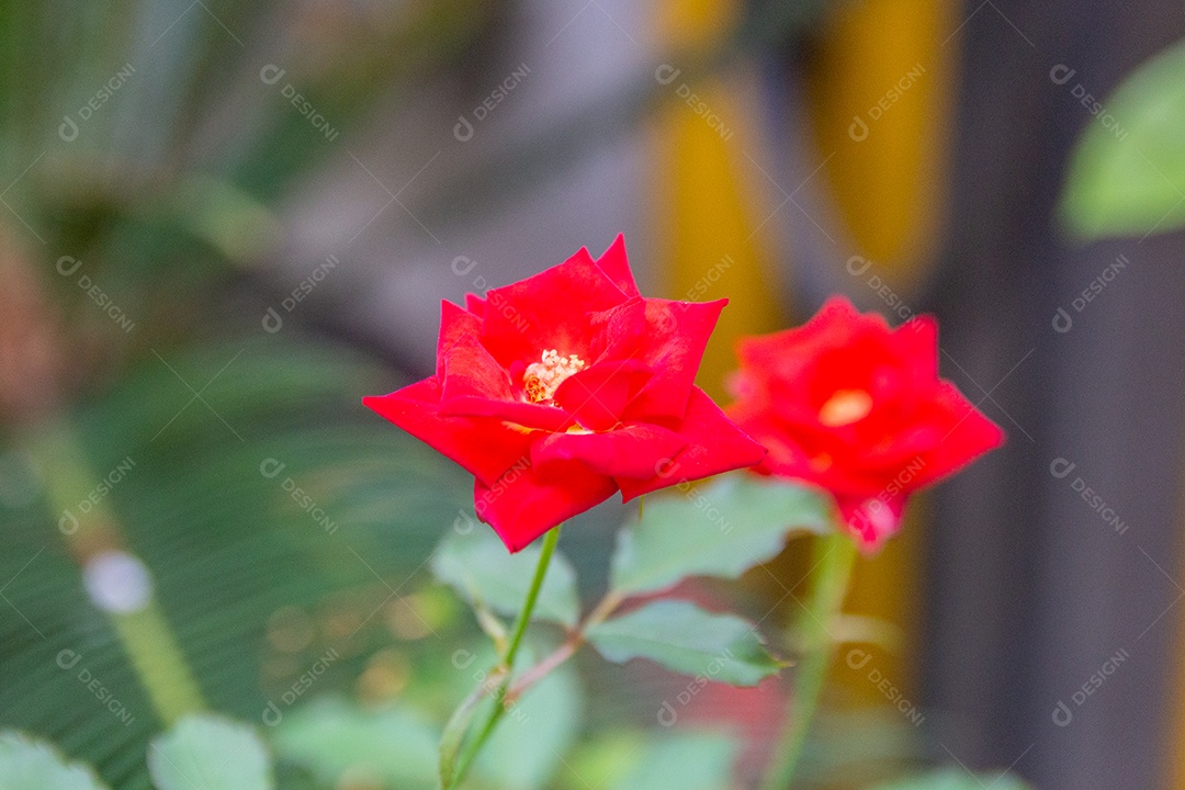 mini rosa vermelha com folhas verdes borradas ao fundo no Rio de Janeiro Brasil.
