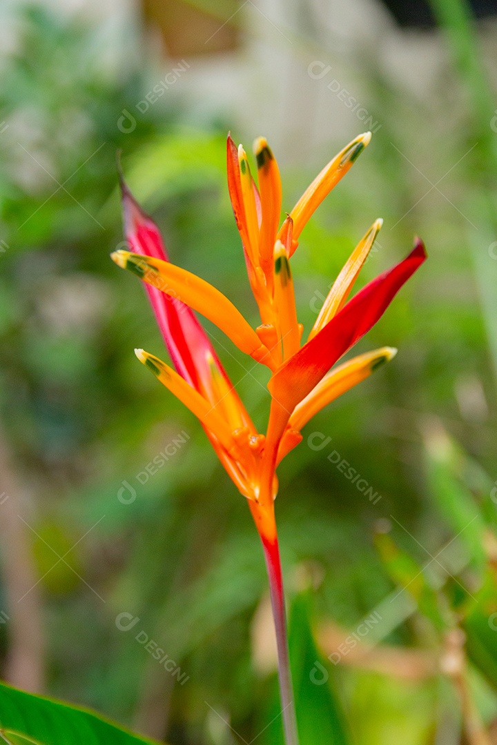 Planta de papagaio Heliconia com folhas verdes borradas ao fundo no Rio de Janeiro Brasil.
