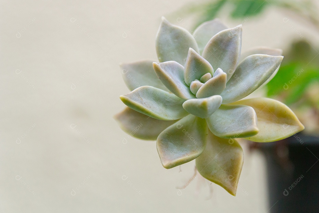 Planta de pedra suculenta rosa em uma panela no Rio de Janeiro Brasil.