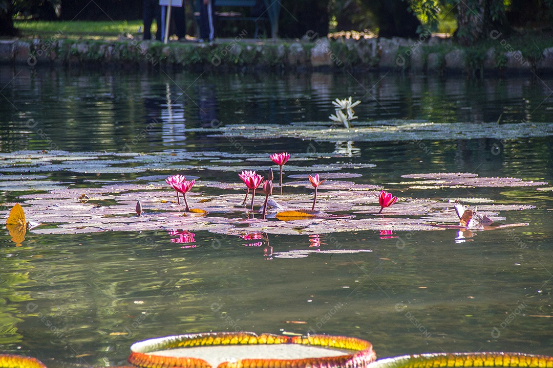 planta victoria regia em um lago no rio de janeiro Brasil.