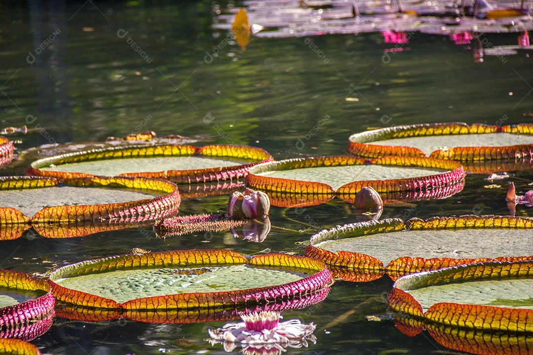 planta victoria regia em um lago no rio de janeiro Brasil.