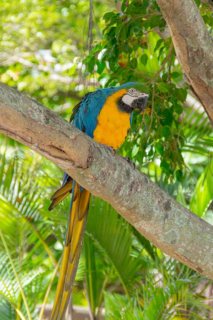 arara-de-peito-amarelo em um tronco de árvore no rio de janeiro Brasil.