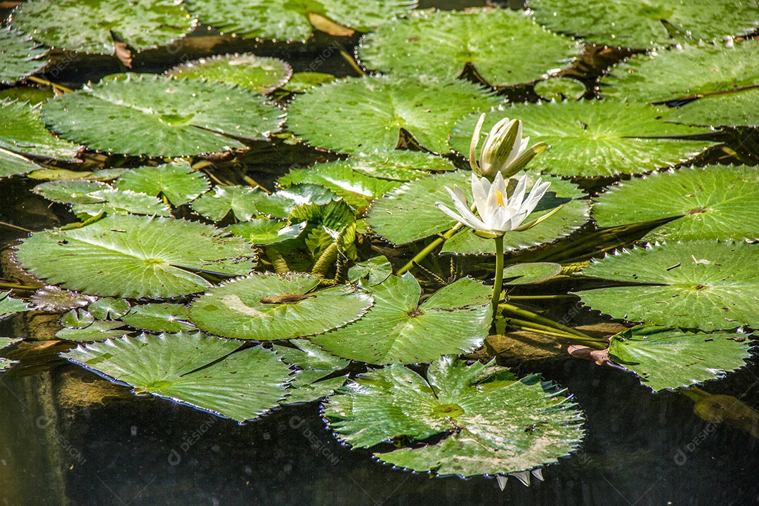 planta victoria regia em um lago no rio de janeiro Brasil.