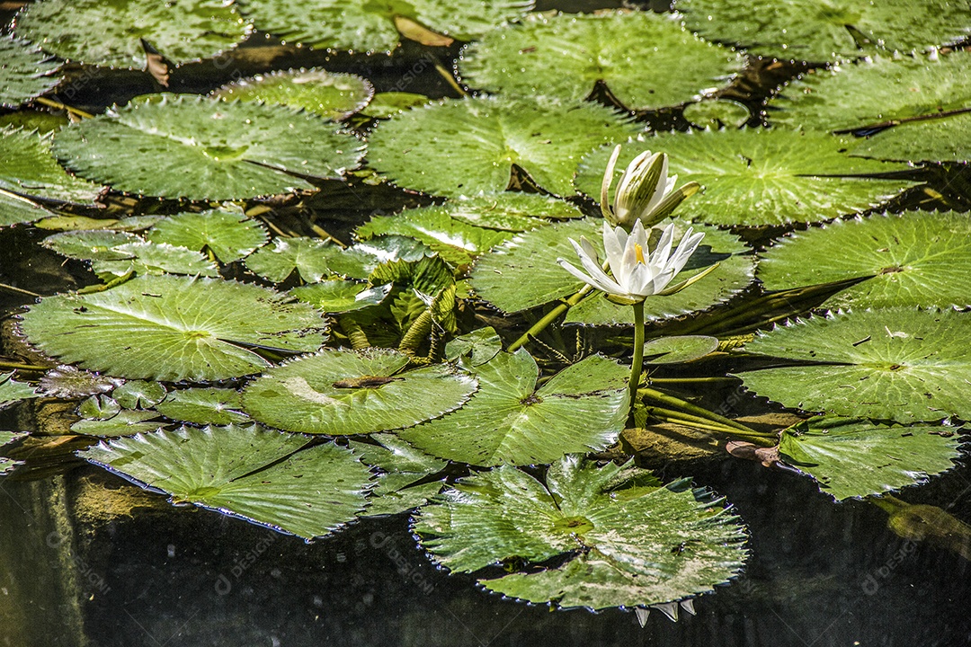 planta victoria regia em um lago no rio de janeiro Brasil.