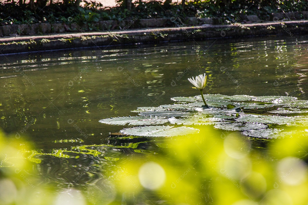 planta victoria regia em um lago no rio de janeiro Brasil.