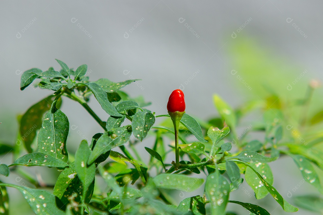 pimenta cumari vermelha isolada com folhas ao redor do Rio de Janeiro Brasil.