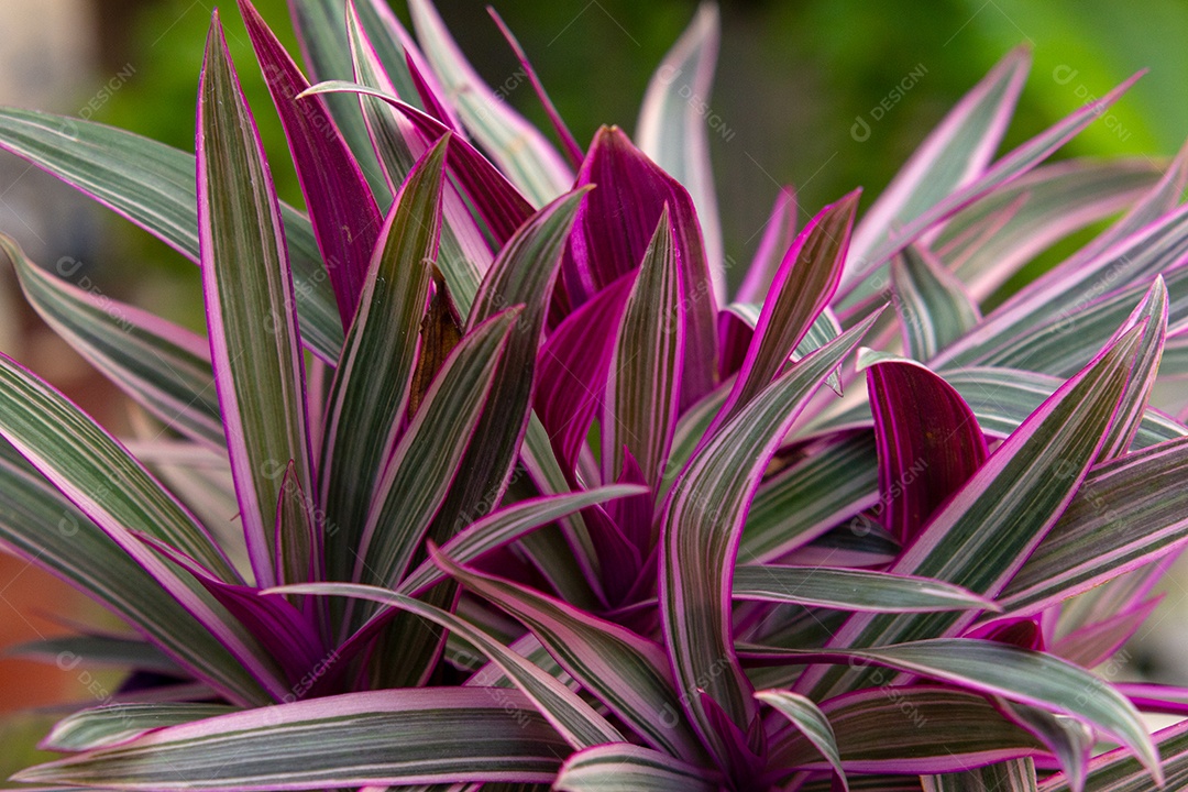 planta conhecida como abacaxi roxo no Rio de Janeiro Brasil.