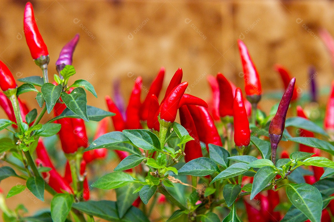 pimenta caiena vermelha com folhas verdes ao redor do Rio de Janeiro