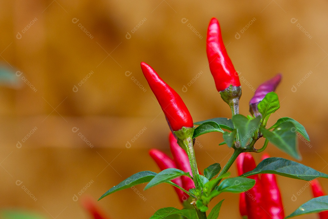 pimenta caiena vermelha com folhas verdes ao redor do Rio de Janeiro no Rio de Janeiro.