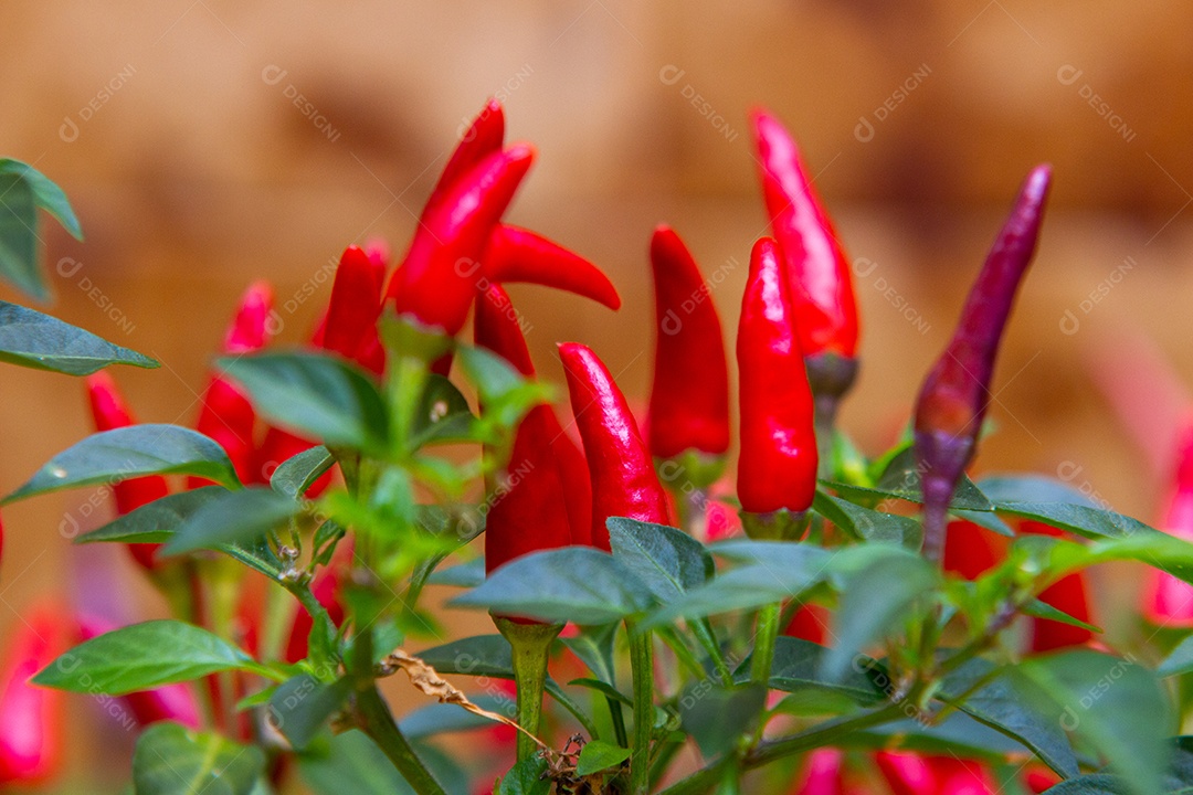 pimenta caiena vermelha com folhas verdes ao redor do Rio de Janeiro