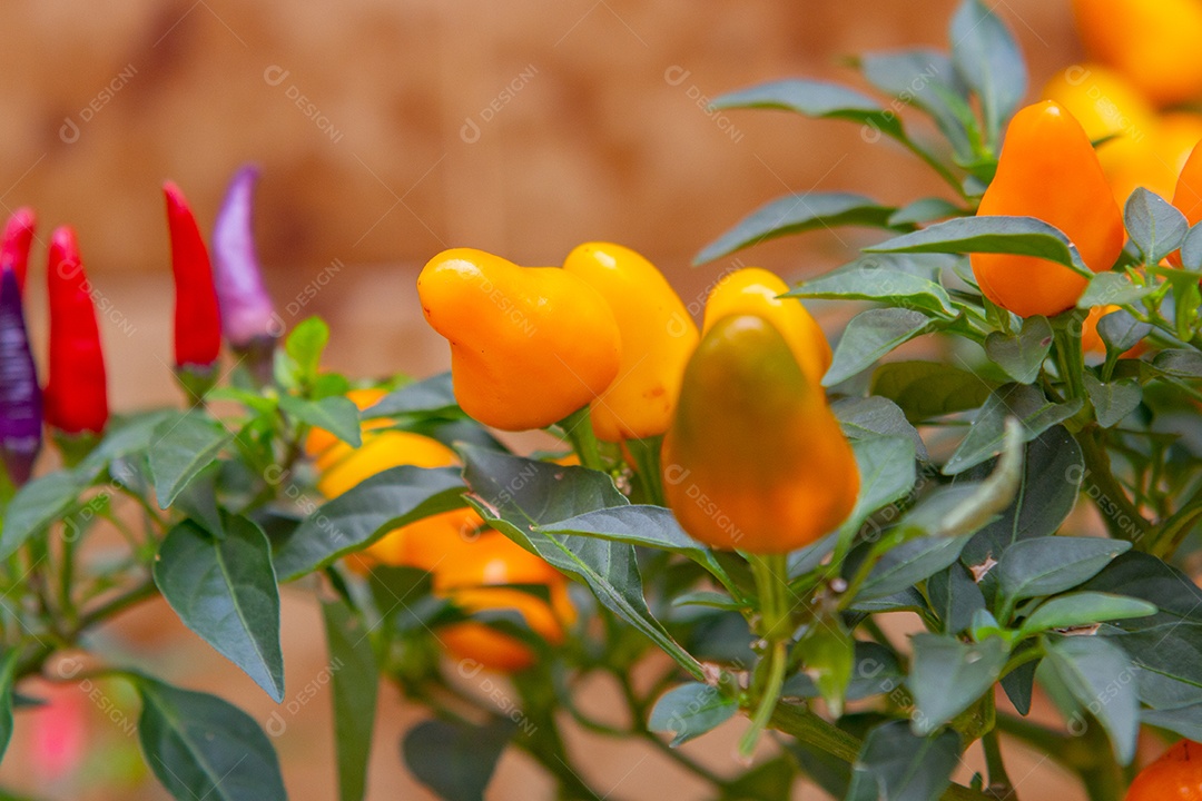 pimenta cumari amarela com folhas verdes ao redor do Rio de Janeiro Brasil.