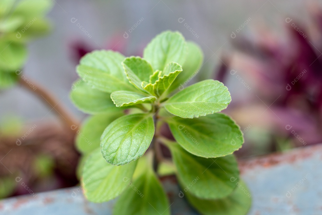 planta conhecida como boldo, muito utilizada para o chá, no Brasil.