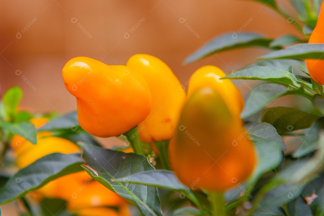 pimenta cumari amarela com folhas verdes ao redor do Rio de Janeiro Brasil.