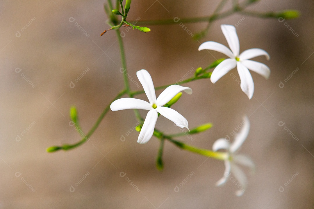 flor conhecida como Madagascar Jasmine com ramos verdes ao fundo no brasil