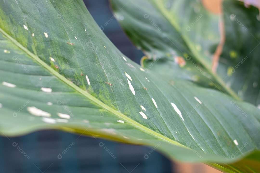 planta conhecida como ninguém pode comigo (Dieffenbachia seguine) no rio de janeiro Brasil.