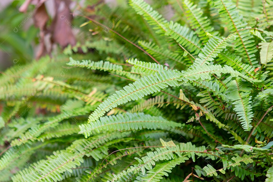 jardim com samambaias verdes no Rio de Janeiro Brasil.