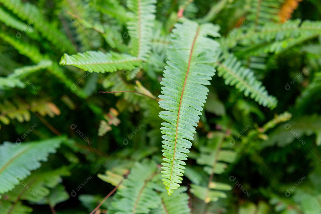 jardim com samambaias verdes no Rio de Janeiro Brasil.