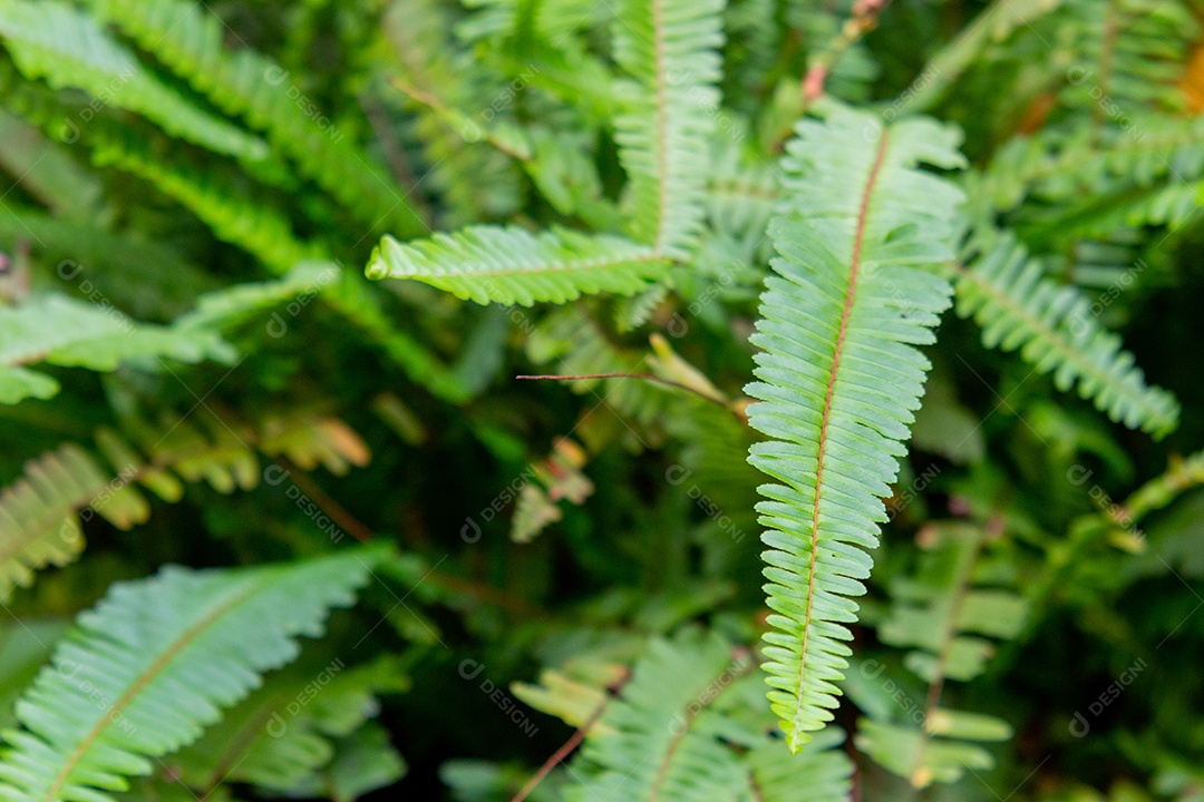 jardim com samambaias verdes no Rio de Janeiro Brasil.