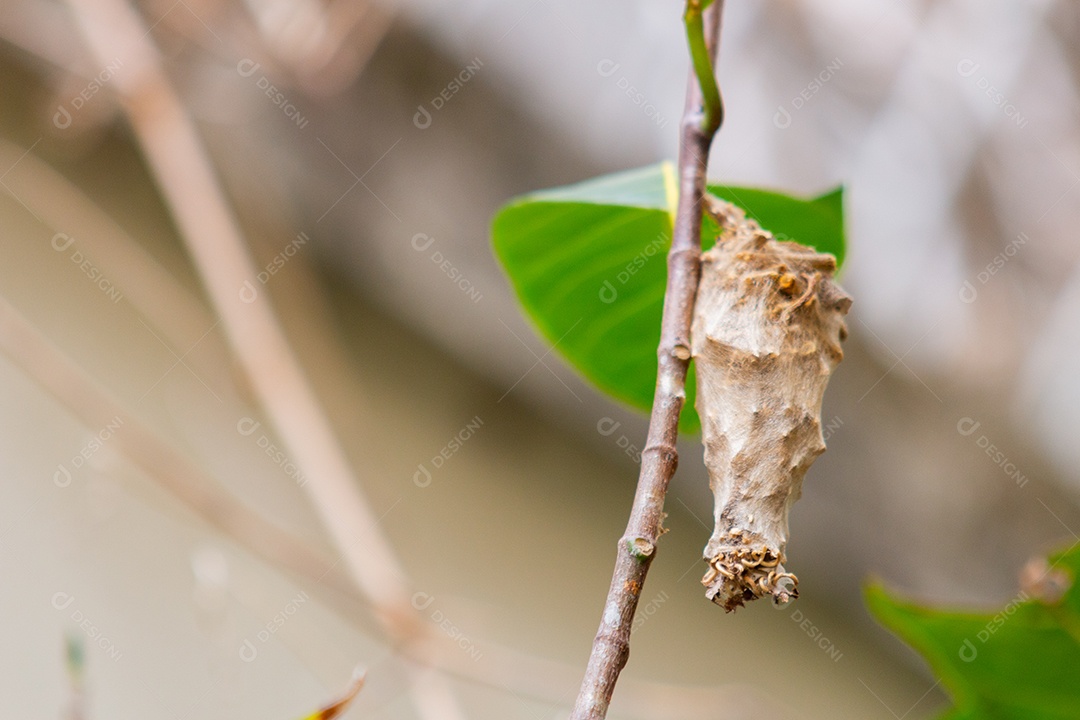 casulo de borboleta em uma árvore no Rio de Janeiro Brasil.