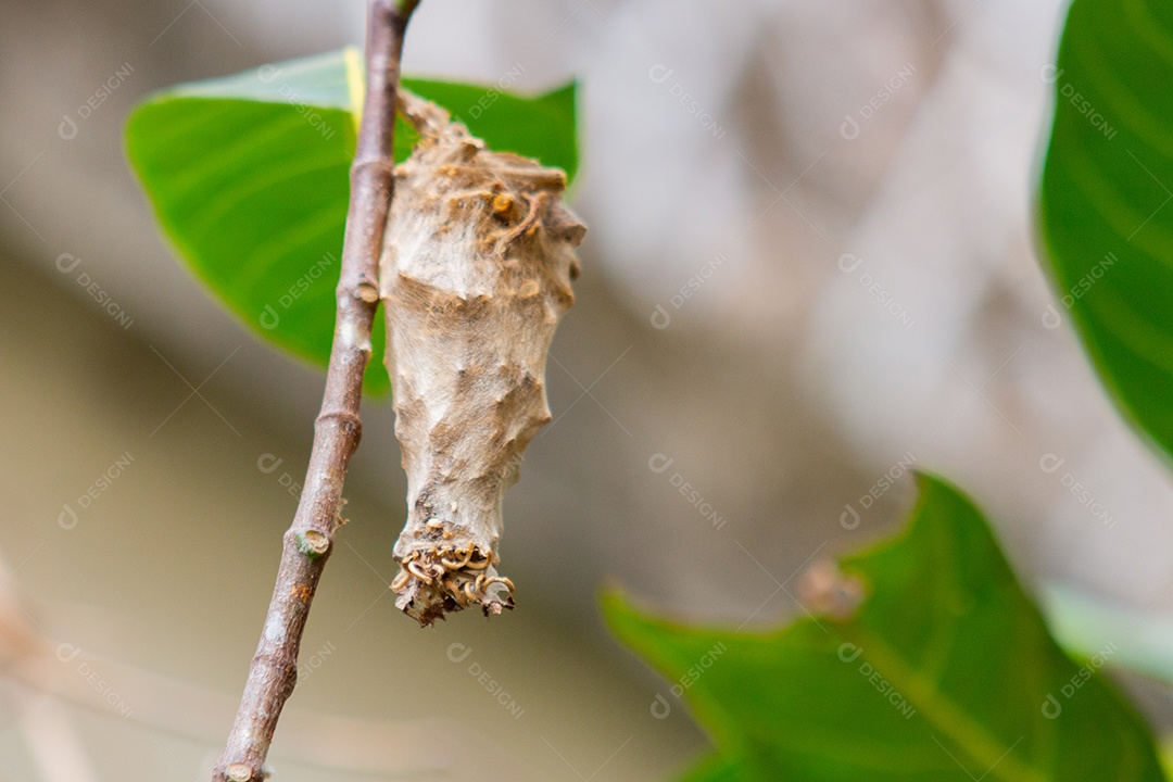 casulo de borboleta em uma árvore no Rio de Janeiro Brasil.