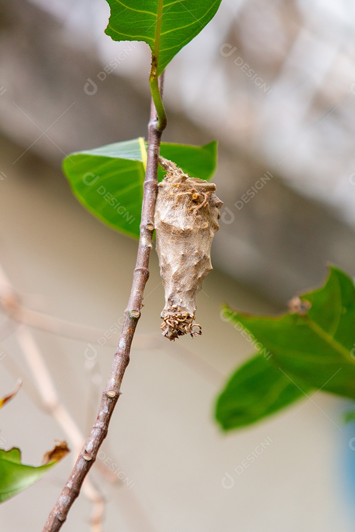 casulo de borboleta em uma árvore no Rio de Janeiro Brasil.