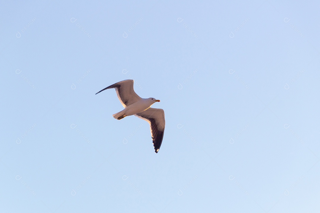 Gaivota prateada voando com um céu azul ao fundo no Rio de Janeiro Brasil.
