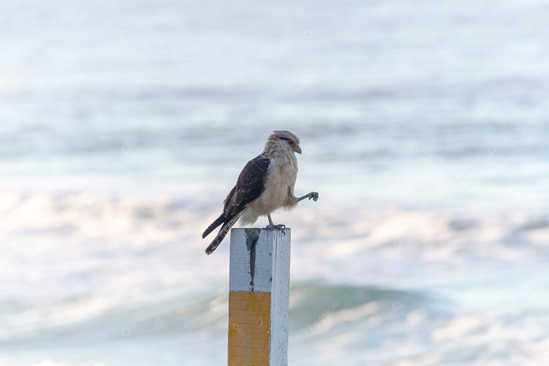 Caracara-de-cabeça-amarela (Falcão Carrapateiro) em pé sobre uma madeira na Praia do Leblon, no Rio de Janeiro, Brasil.