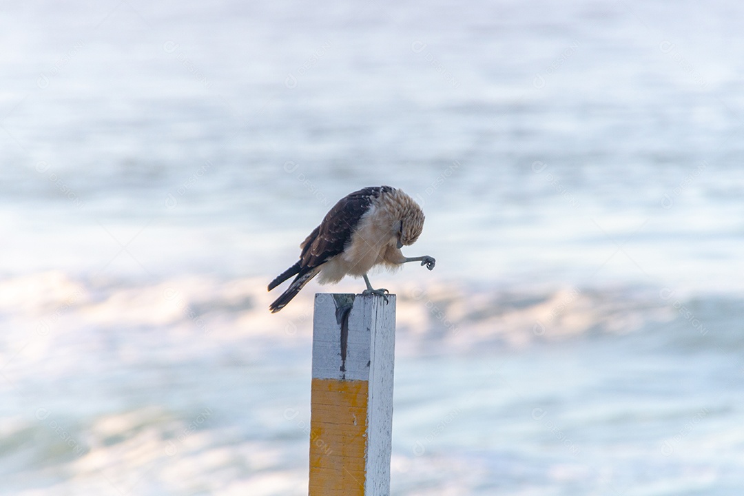 Caracara-de-cabeça-amarela (Falcão Carrapateiro) em pé sobre uma madeira na Praia do Leblon, no Rio de Janeiro, Brasil.