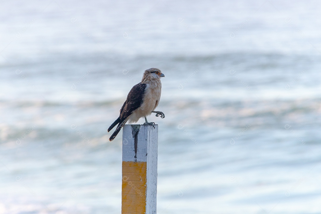 Caracara-de-cabeça-amarela (Falcão Carrapateiro) em pé sobre uma madeira na Praia do Leblon, no Rio de Janeiro, Brasil.