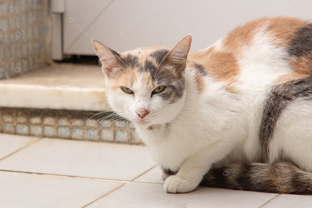 lindo gato com um corpo na cor branca e caramelo sentado olhando para a câmera no rio de janeiro Brasil.