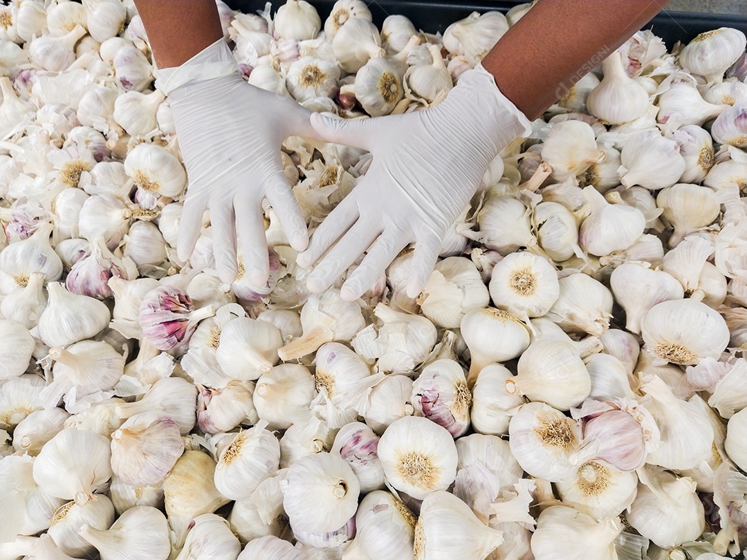 mãos negras de um homem em um banco de alho enluvado, proteção contra o coronavírus no Brasil.