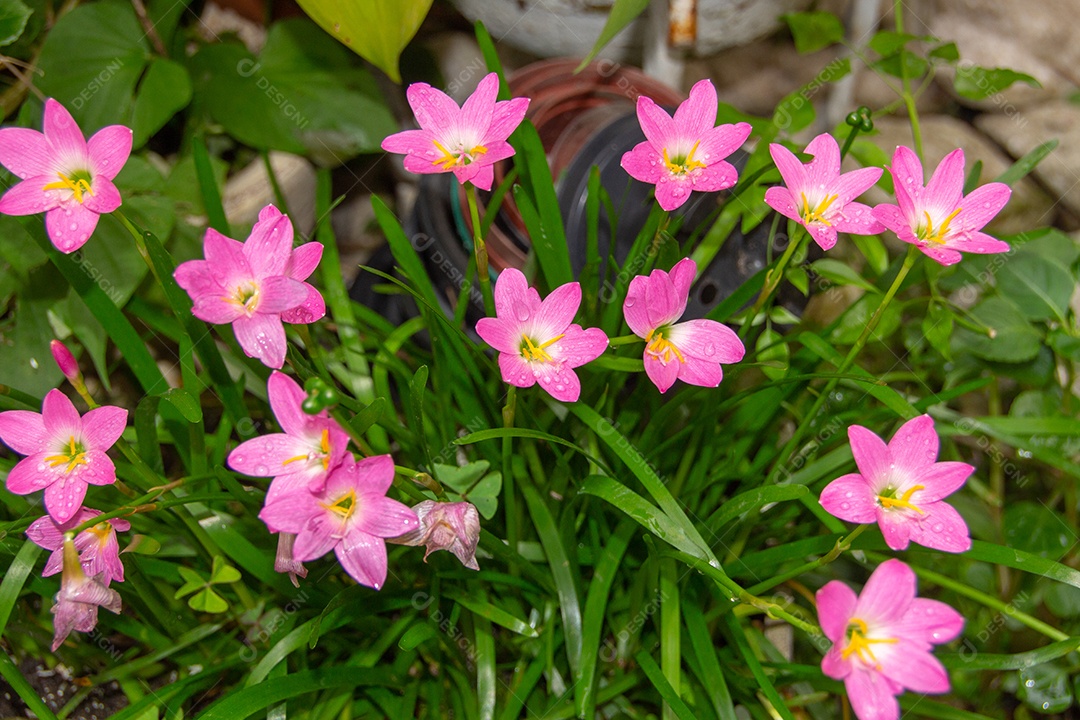 Lírio de chuva rosa, uma flor muito comum em jardins no Rio de Janeiro Brasil (Zephyranthes Rosea)