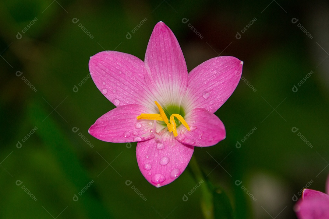 Lírio de chuva rosa, uma flor muito comum em jardins no Rio de Janeiro Brasil (Zephyranthes Rosea)