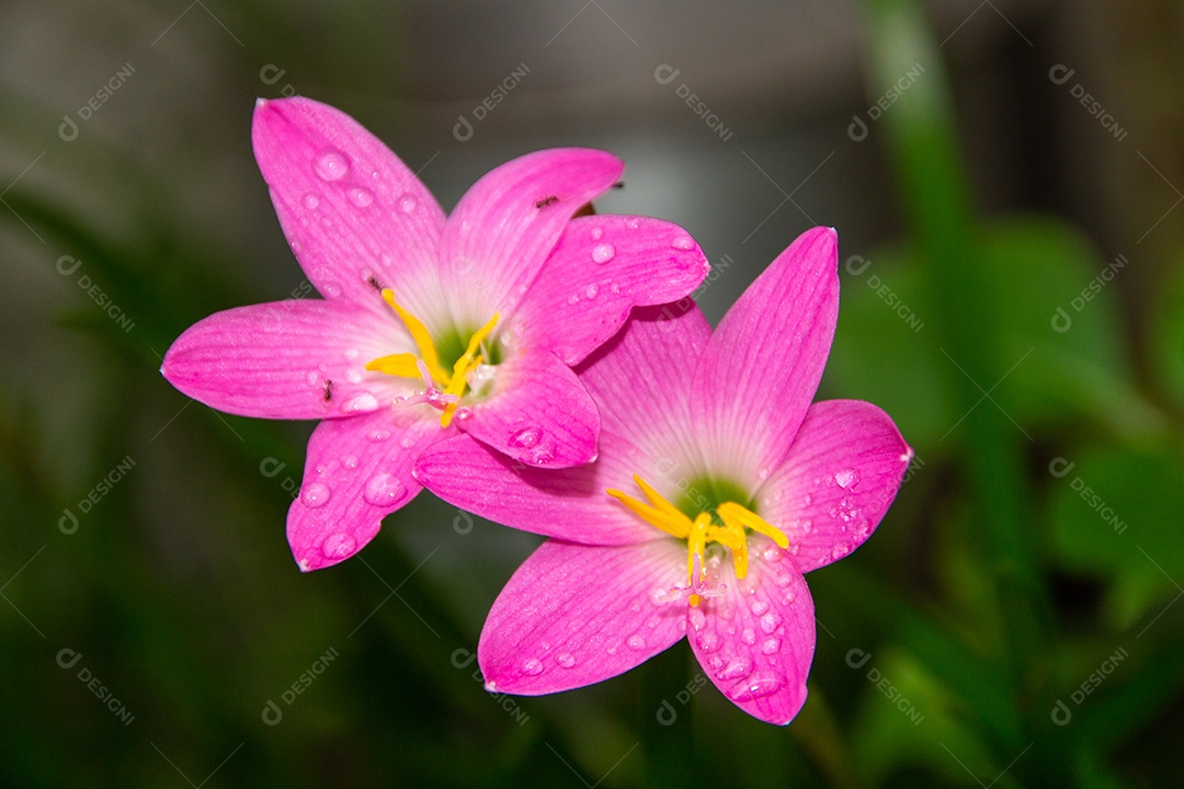 Lírio de chuva rosa, uma flor muito comum em jardins no Rio de Janeiro Brasil (Zephyranthes Rosea)