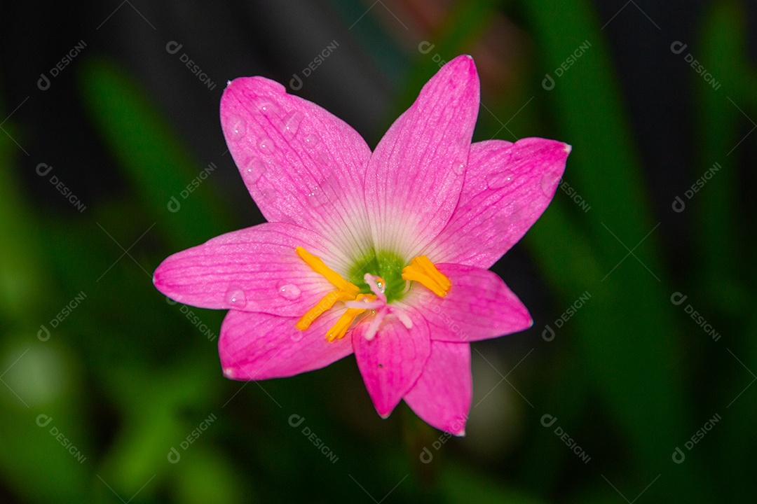 Lírio de chuva rosa, uma flor muito comum em jardins no Rio de Janeiro Brasil (Zephyranthes Rosea)