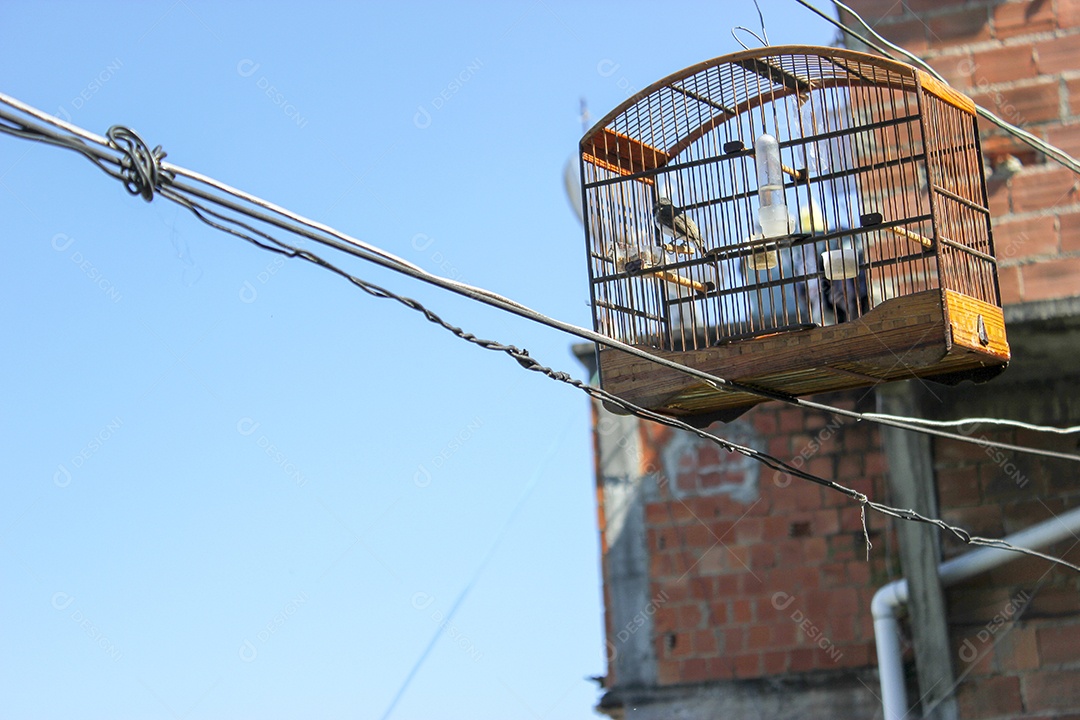 pássaro em gaiola na comunidade do Cantagalo no Rio de Janeiro.