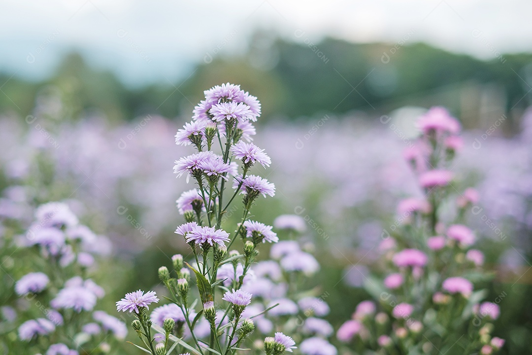 Flores roxas de Margaridas florescendo no jardim.