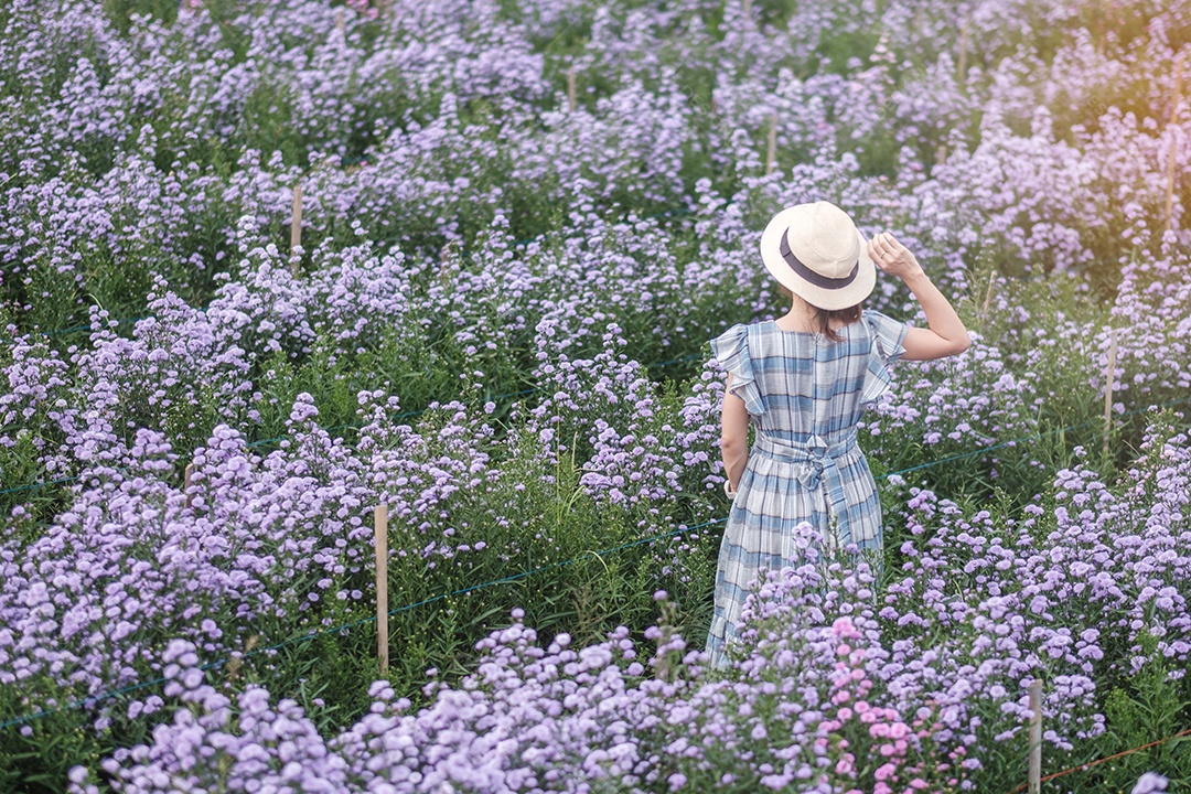 Feliz turista de vestido azul desfruta de Margaret roxa.