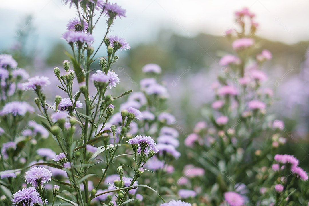 Flores roxas de Margaret florescendo no jardim.