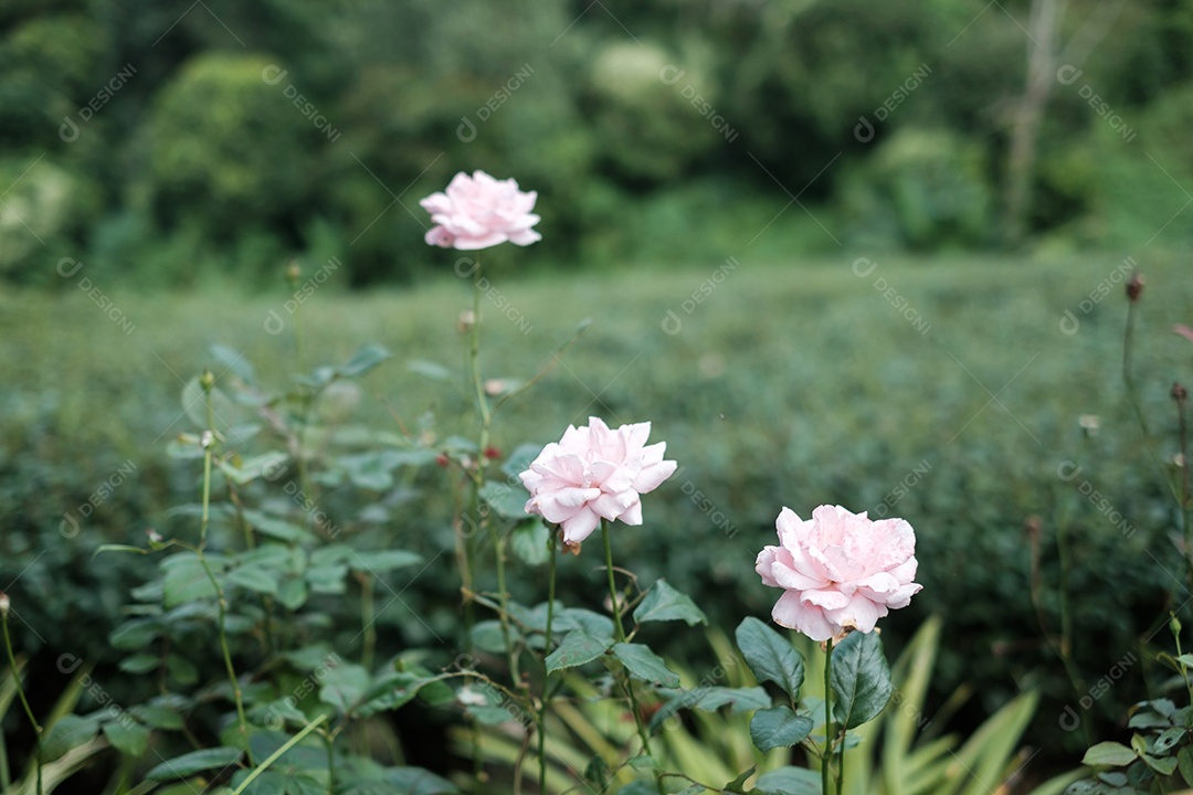 flor rosa rosa florescendo no jardim