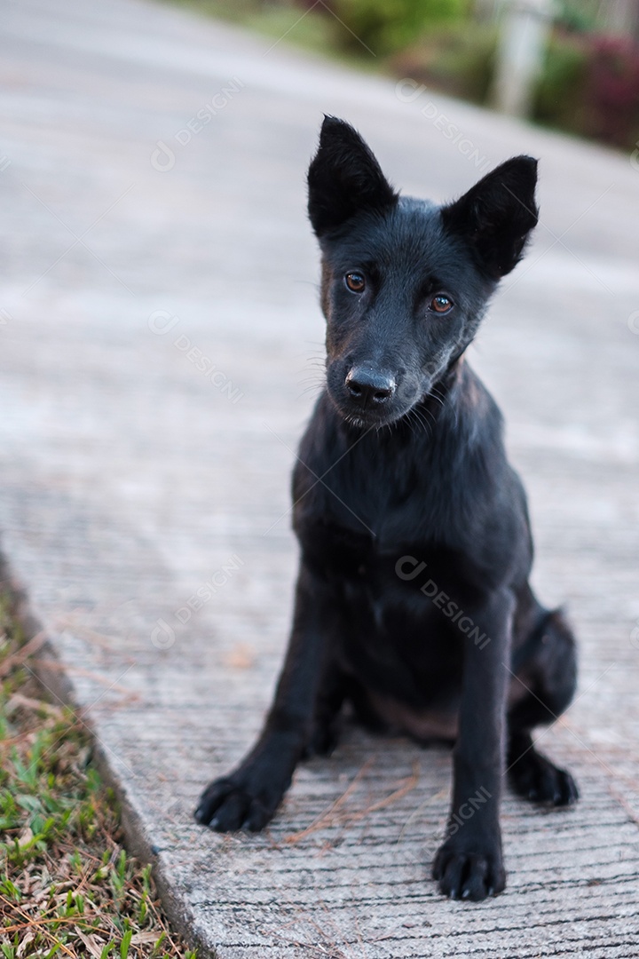 Um cachorro sentado no parque, um jovem cachorro preto olhando para algo