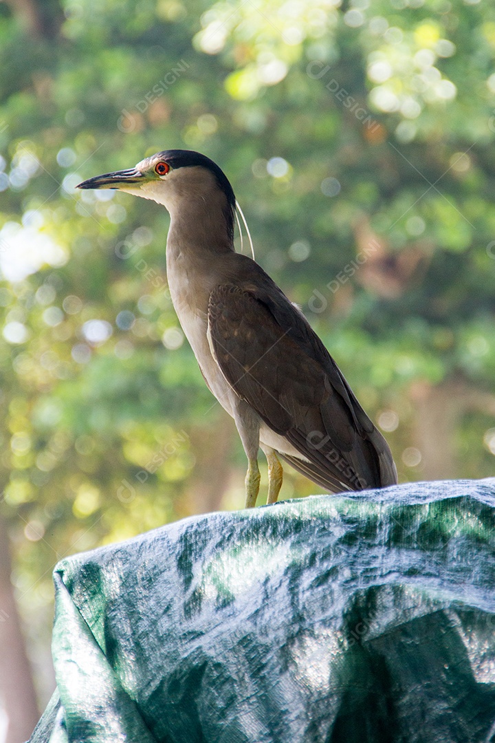 garça coroada negra no rio de janeiro.