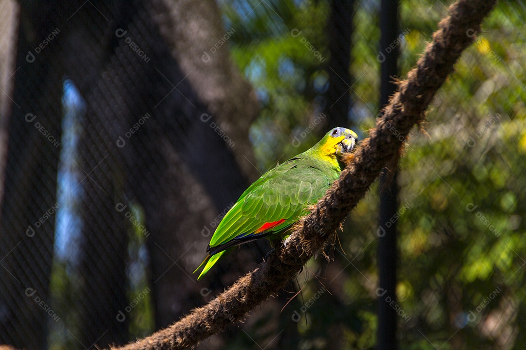Papagaio ao ar livre em um parque no Rio de Janeiro.