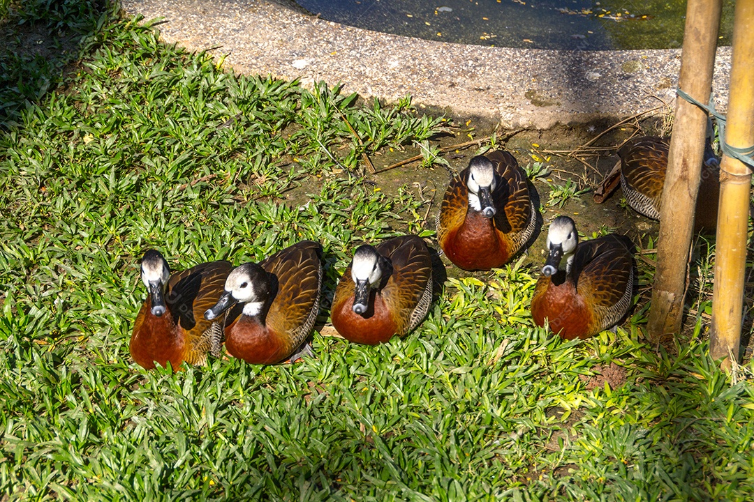 patos ao ar livre no Rio de Janeiro Brasil.