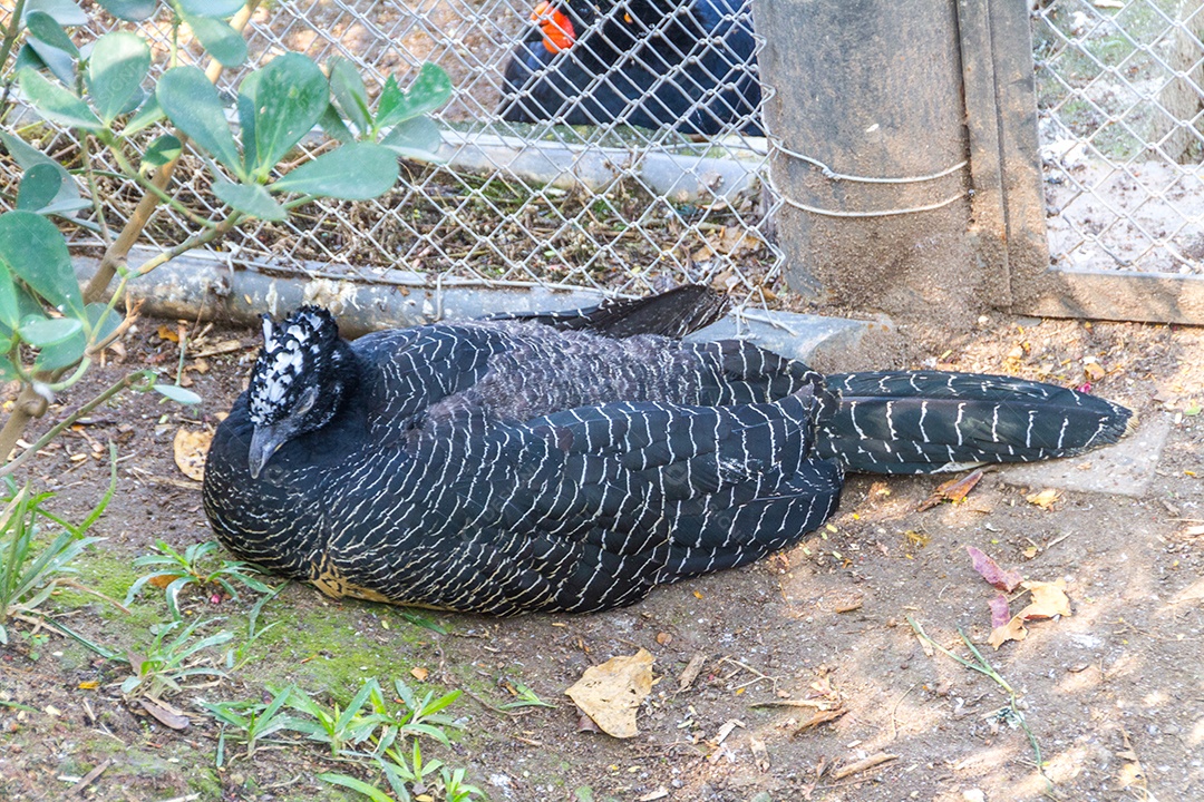 pássaro conhecido como o jacu ao ar livre no Rio de Janeiro Brasil.