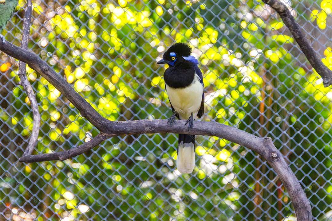 cancan rook, de pé em um galho ao ar livre no Rio de Janeiro.